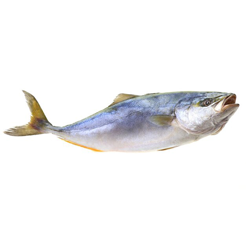 amberjack-yellowtail