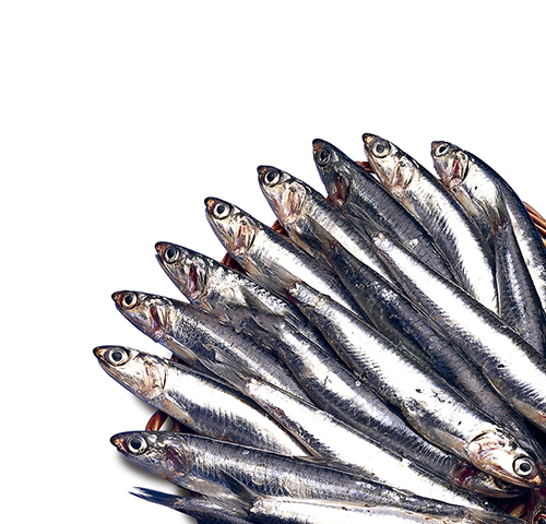 anchovy