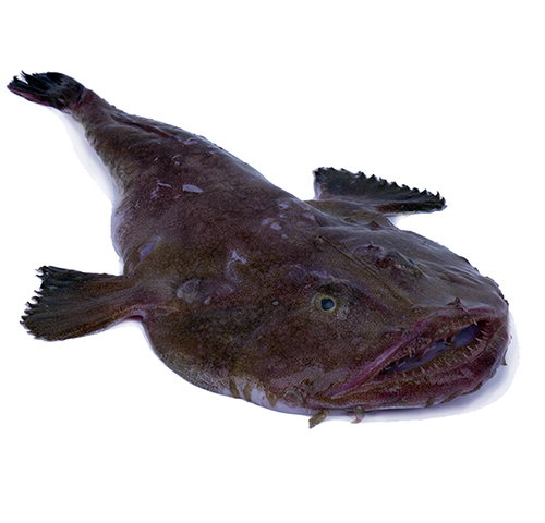 black-bellied-angler