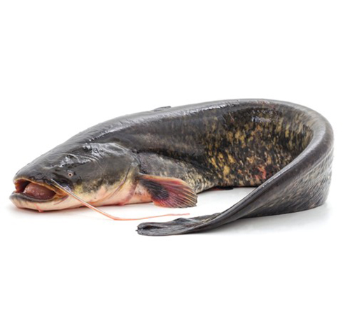 catfish
