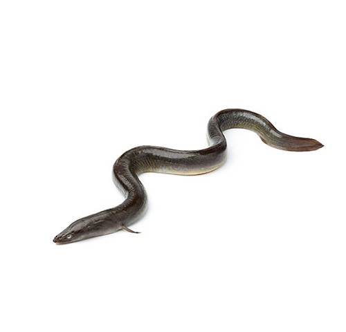 eel