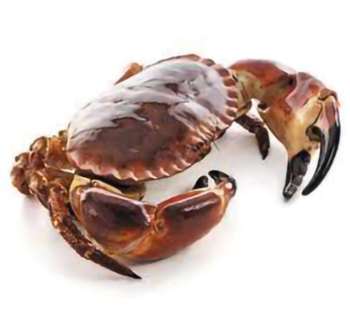 brown-crab