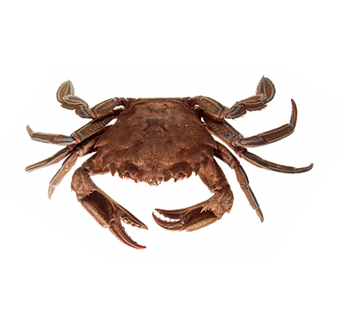 velvet-swimcrab