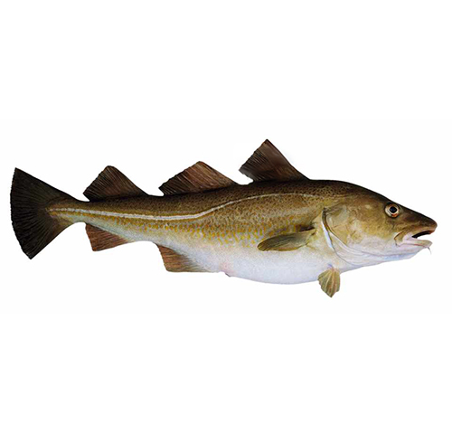 skrei-cod