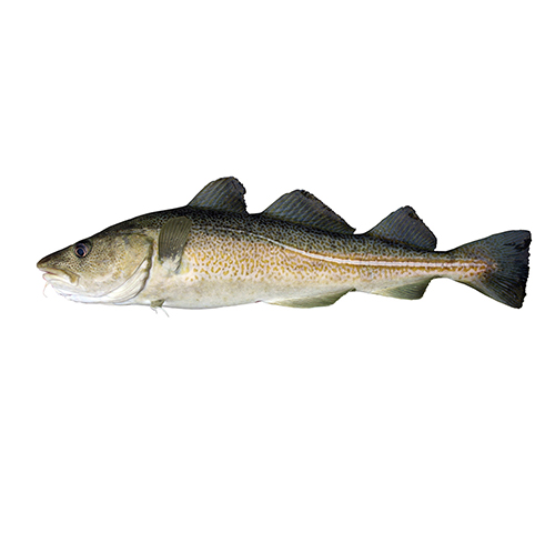atlantic-cod