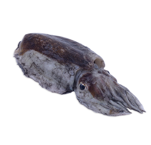 cuttlefish