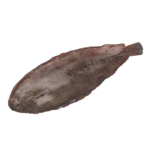 dover-sole