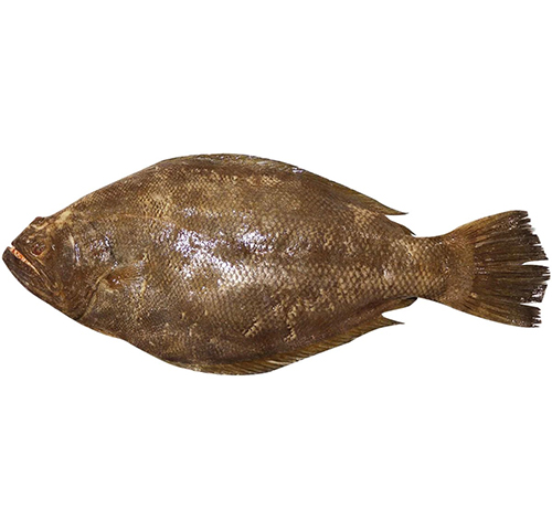farmed-dover-sole