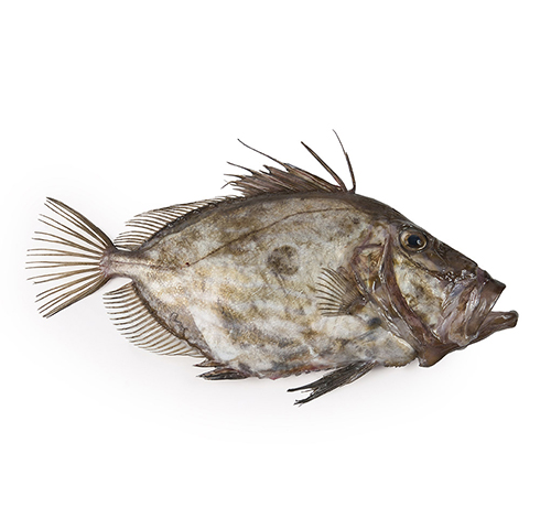 john-dory