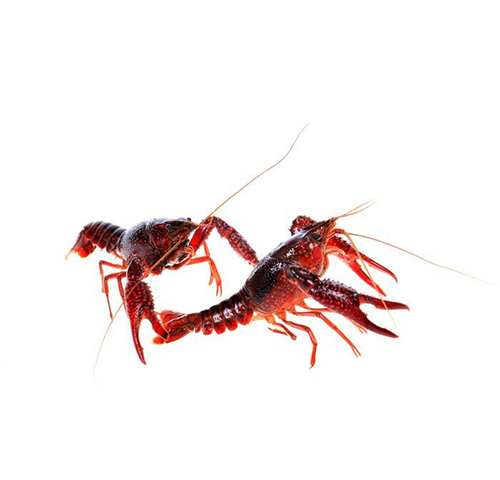 crawfish