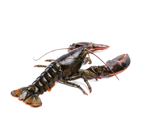 european-lobster-homarus-gammarus