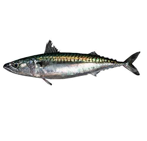 mackerel