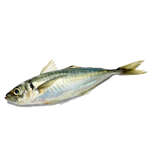 horsemackerel