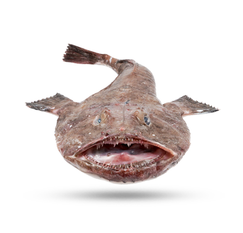 monkfish