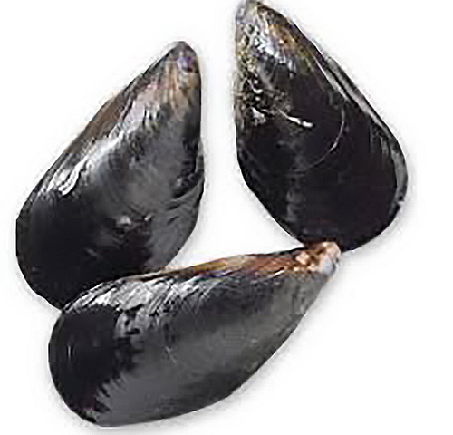 mussels