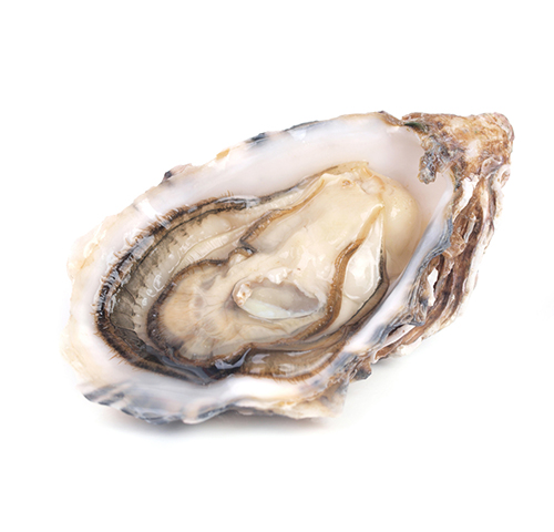 spanish-super-giant-oysters