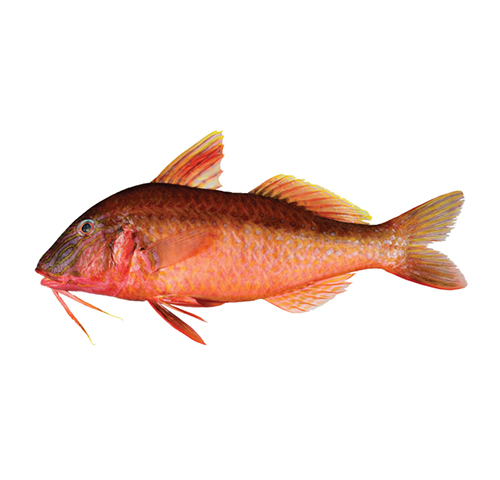 red-mullet