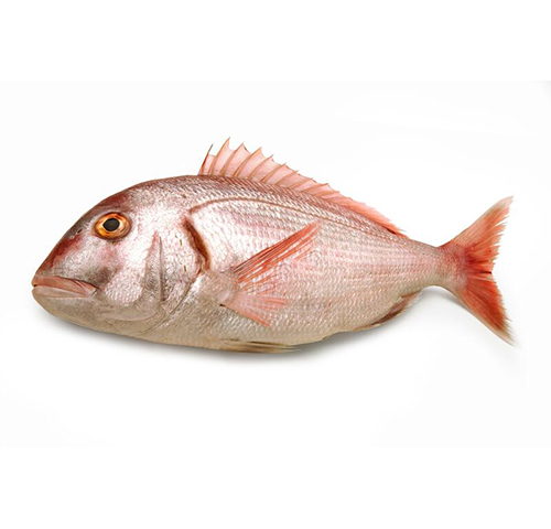 red-porgy