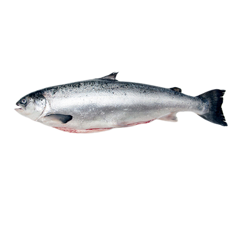 farmed-scottish-salmon