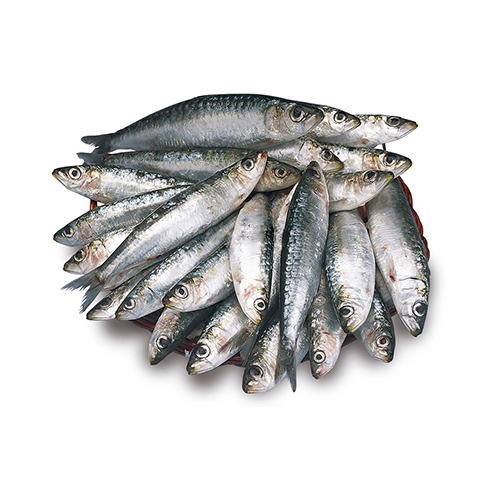 sardine
