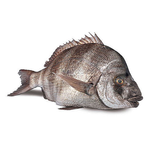 sargo-bream