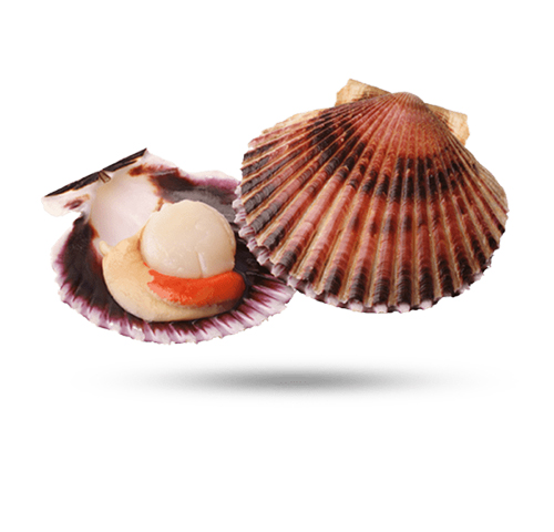 scallop