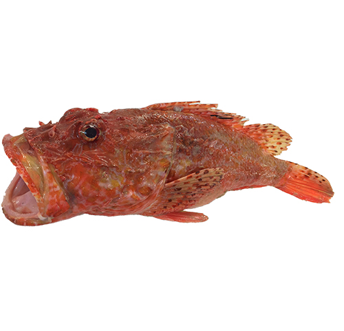 scorpio-fish