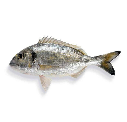 wild-royale-seabream