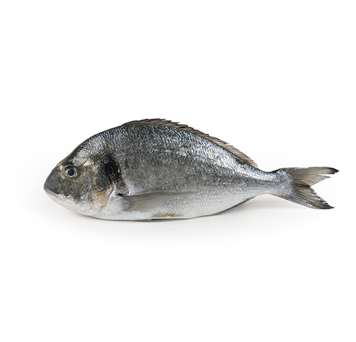 farmed-royale-seabream