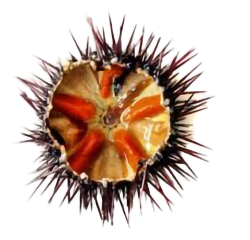 sea-urchin
