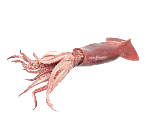 european-squid-wild