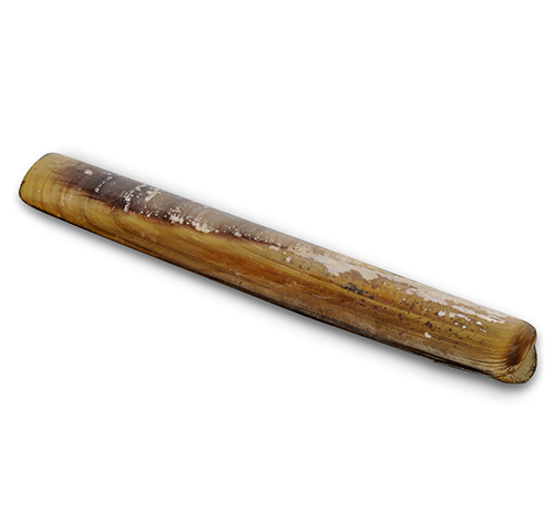 sword-razor-shell-ensis-magnus