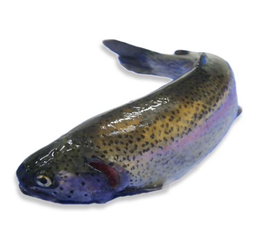 rainbow-trout