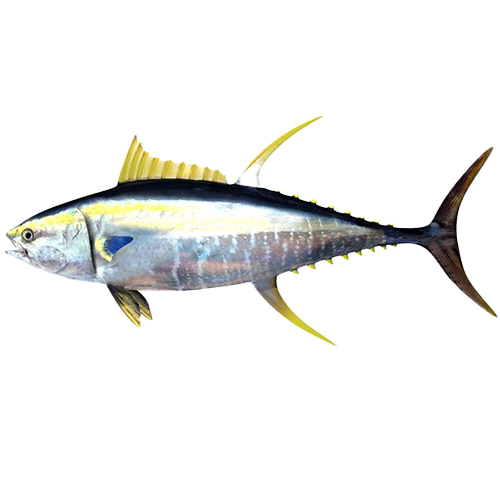 yellowfin-tuna