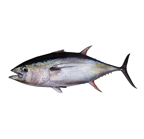 bigeye-tuna-thunnus-obesus