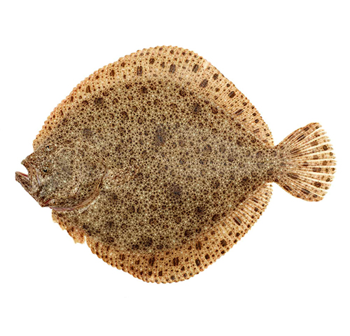wild-turbot