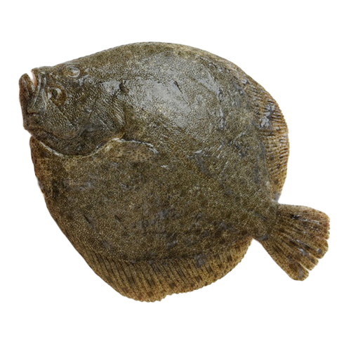 farmed-turbot