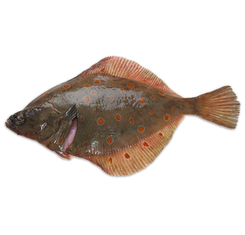 plaice