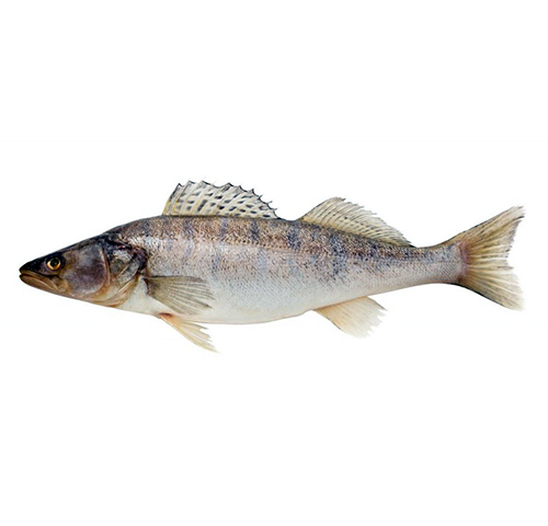 pike-perch