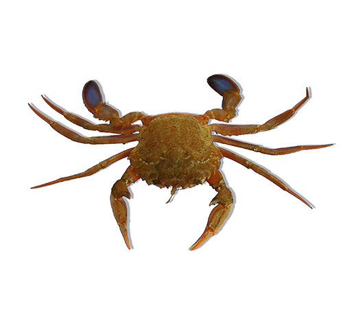 mediterranean-sea-crab