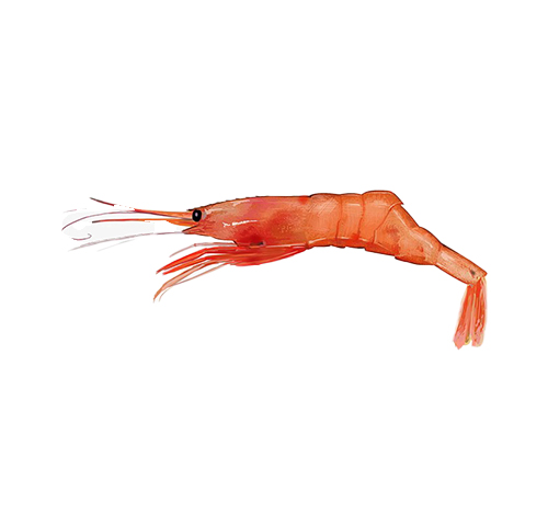 pandalus-nothern-prawns