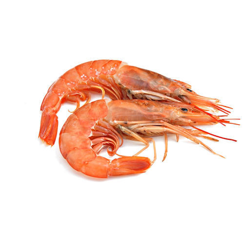 austral-shrimp
