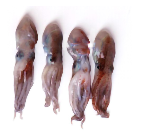 baby-squid