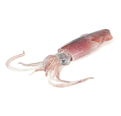 squid