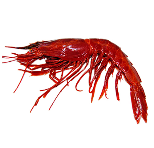 red-mediterranean-prawns-2