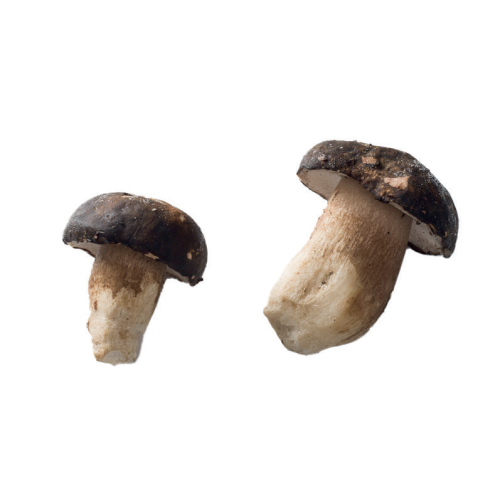 frozen-porcini-mushrooms-extra-whole-1-kg-bag