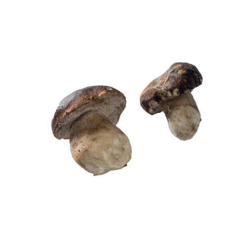 frozen-porcini-mushrooms-whole-1st-choice-1-kgbag